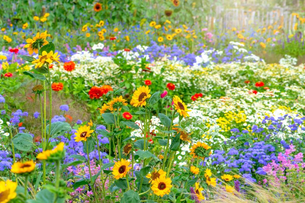 Building a Native Meadow with Native Seeds and Plants